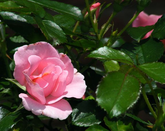 Baby Blanket photo bb2013_06160171_zps00b54698.jpg